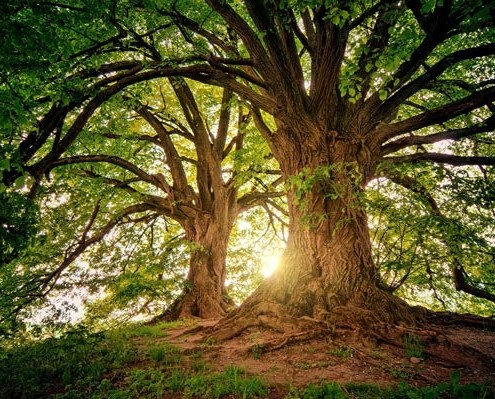 Bäume im Sonnenlicht - Lädt ein zur Meditation